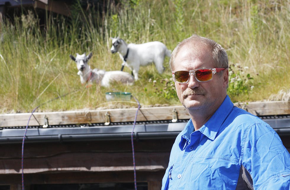 KJØPTE GEITER: Svein Ivar Rosnes og ein annan hytteeigar fekk ideen om at geiter kunne brukast som torvtak-vedlikehaldarar. (Foto: Frank Waal)