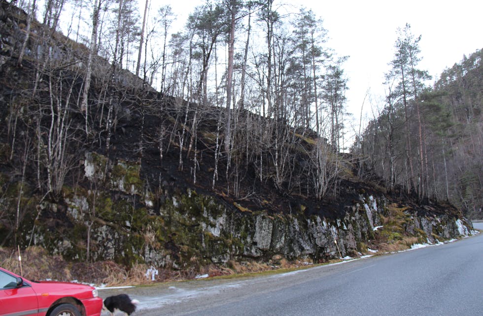 SVART: I skogområdet, som ligg mellom Lona og avkjørsla til Fiveland, nær informasjonstavla, er fleire mål med skog svartsvidd etter ein skogbrann natt til laurdag. (Foto: Ingvil Bakka)