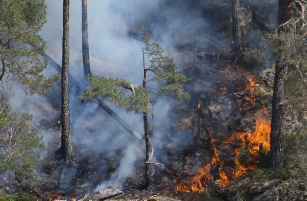 15 mål skog brann ned under skogbrannen på Austarheim tysdag. Foto: Frank Waal.