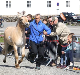 ”Fløgstad Tuna” blei dagens hest under laurdagens unghestsjå. Karl Anders Fløgstad er eigar og oppdrettar. Foto: Frank Waal.