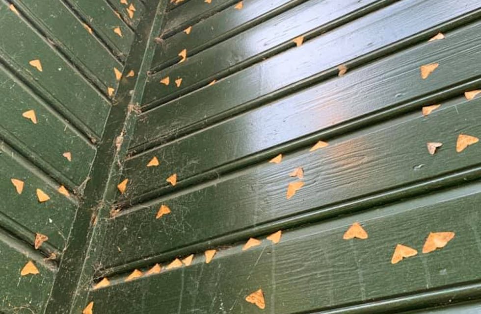 Målarane klistrar seg blant anna til husveggar.