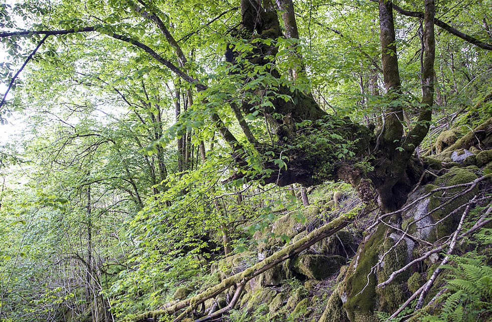 Edellauvskogen i Vikaneset naturreservat byr på variasjon og artsmangfald som gjer at området er av nasjonal interesse. Mellom anna finst mykje alm. 
