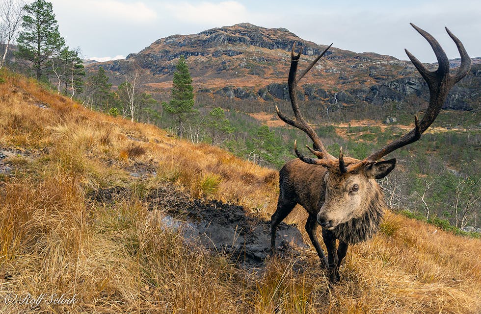  Med dette bildet blei Rolf Selvik nummer to i klassen ”Årets nordiske pattedyrbilde” i ”Nordic Nature Photo Contest”.