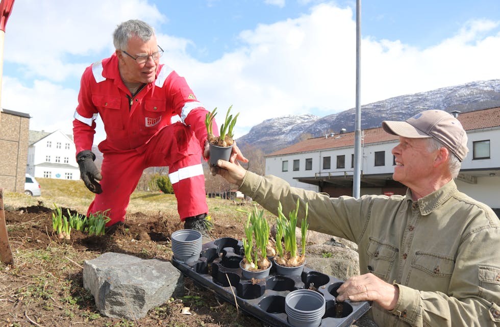 David King (til venstre) og Lars Njøten plantar kommunale påskeliljer på Vangnes - på dugnad. Også Gudvin Berge var med på plantearbeidet i dag, tysdag. 