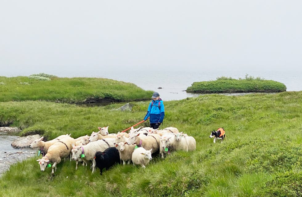 Sau og lam som går i fjellet heile sommaren er eit heilt naturleg produkt, og bonde Johannes Herheim meiner det er bra at ekstraarbeidet løner seg. Her er familien til Lise Vistnes i fjellet og sankar dyr frå beite.