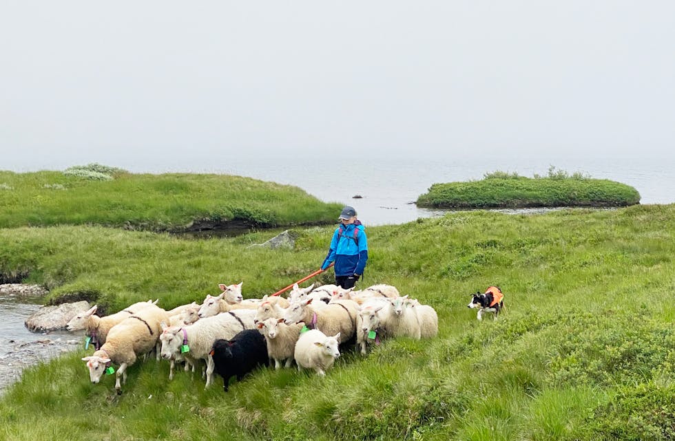 Sau og lam som går i fjellet heile sommaren er eit heilt naturleg produkt, og bonde Johannes Herheim meiner det er bra at ekstraarbeidet løner seg.  Her er familien til Lise Vistnes i fjellet og sankar dyr frå beite. 