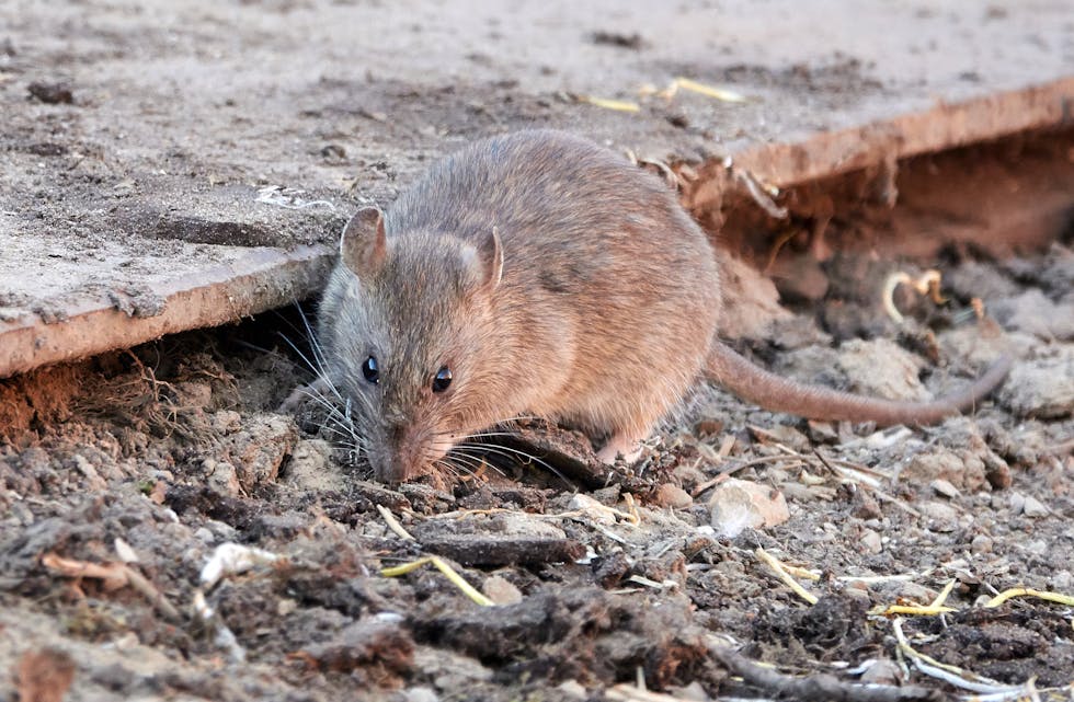 Tilbakemeldingar frå publikum tyder på at rottebestanden i Sauda har auka dette året.