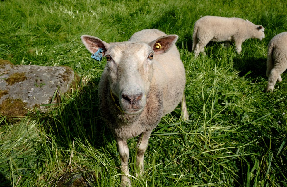 Det blir kanskje færre lam på norske bøar til våren. Dårleg inseminasjonssæd har ført til at mange søyer ikkje har vorte drektige.