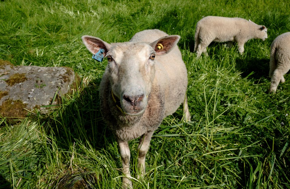 Det blir kanskje færre lam på norske bøar til våren. Dårleg inseminasjonssæd har ført til at mange søyer ikkje har vorte drektige. 