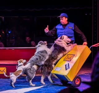 Peter Taylor og hans hunderevy er blant innslaga i sommarens Cirkus Agora-show. 