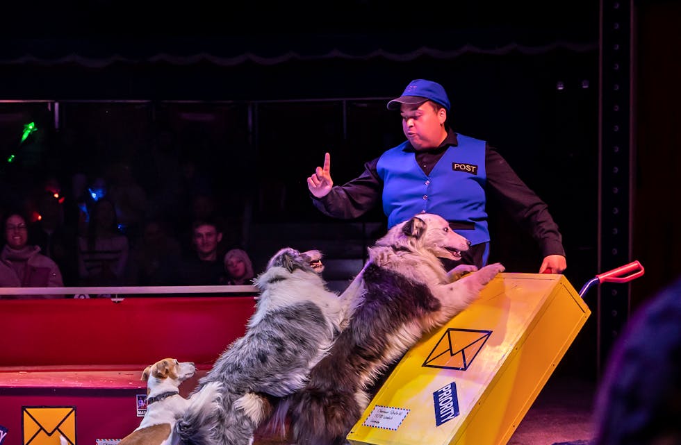 Peter Taylor og hans hunderevy er blant innslaga i sommarens Cirkus Agora-show. 