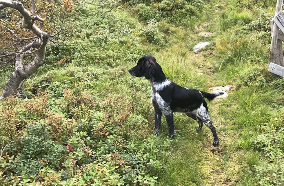 Breton er ein fuglehund som er mykje brukt på jakt. Til helga vil dette vere den mest utbredte hunderasen i Sauda.