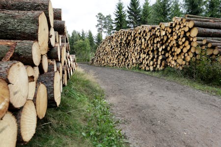 Det er mogleg å auke uttaket av tømmer i åra som kjem, meiner forskarar ved Norsk institutt for bioøkonomi (Nibio).