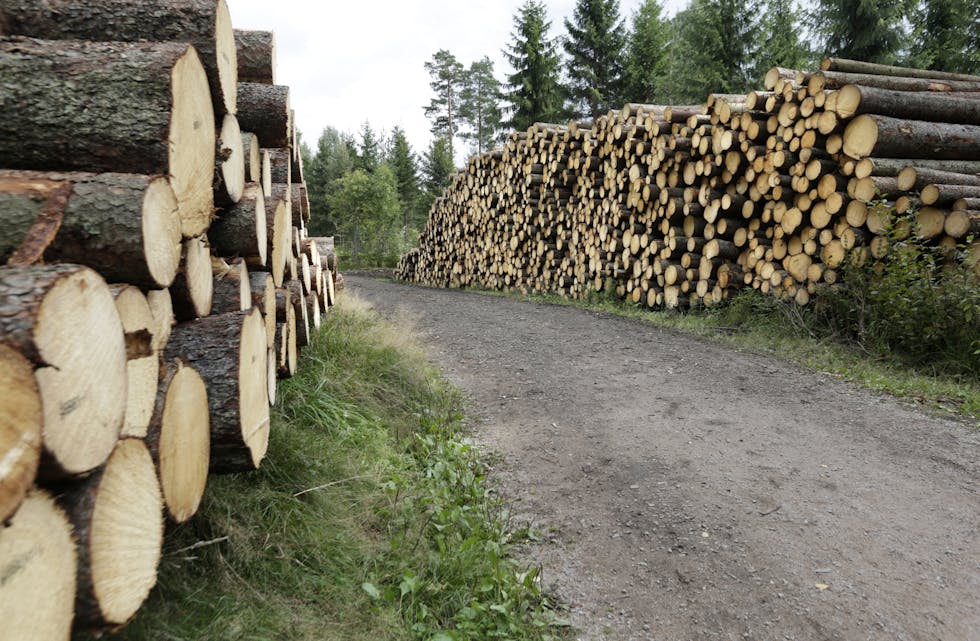 Det er mogleg å auke uttaket av tømmer i åra som kjem, meiner forskarar ved Norsk institutt for bioøkonomi (Nibio).