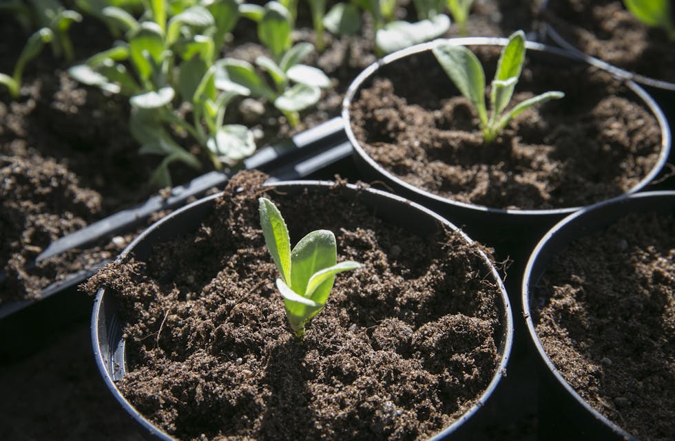 Salet av frø og matplanter har auka med 51 prosent i 2022. 