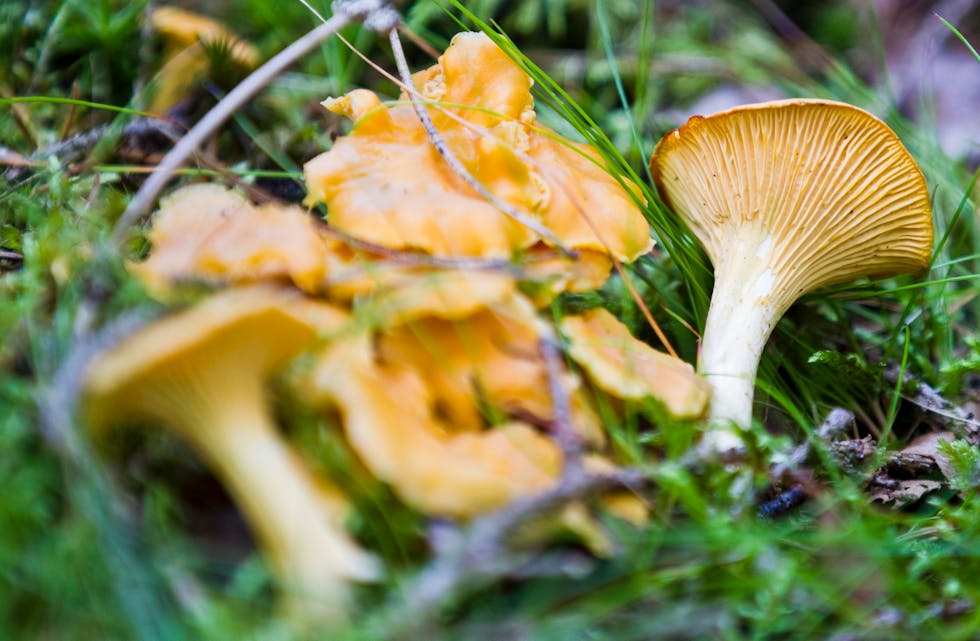 Sjansen er stor for at vi får et godt soppår, meiner Lene Johansen i magasinet Sopp og nyttevekstar. Det har allereie komme frykteleg mykje sopp, og aller mest kantarell.