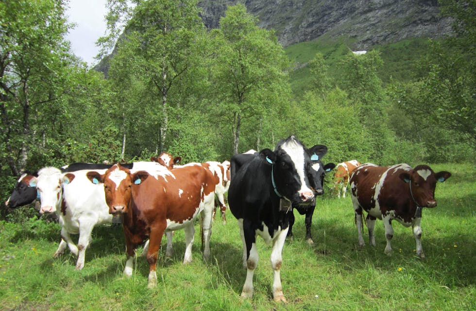 Som turgåar kan du av og til møte på kuflokkar. Her får du nokre tips om korleis du skal opptre.