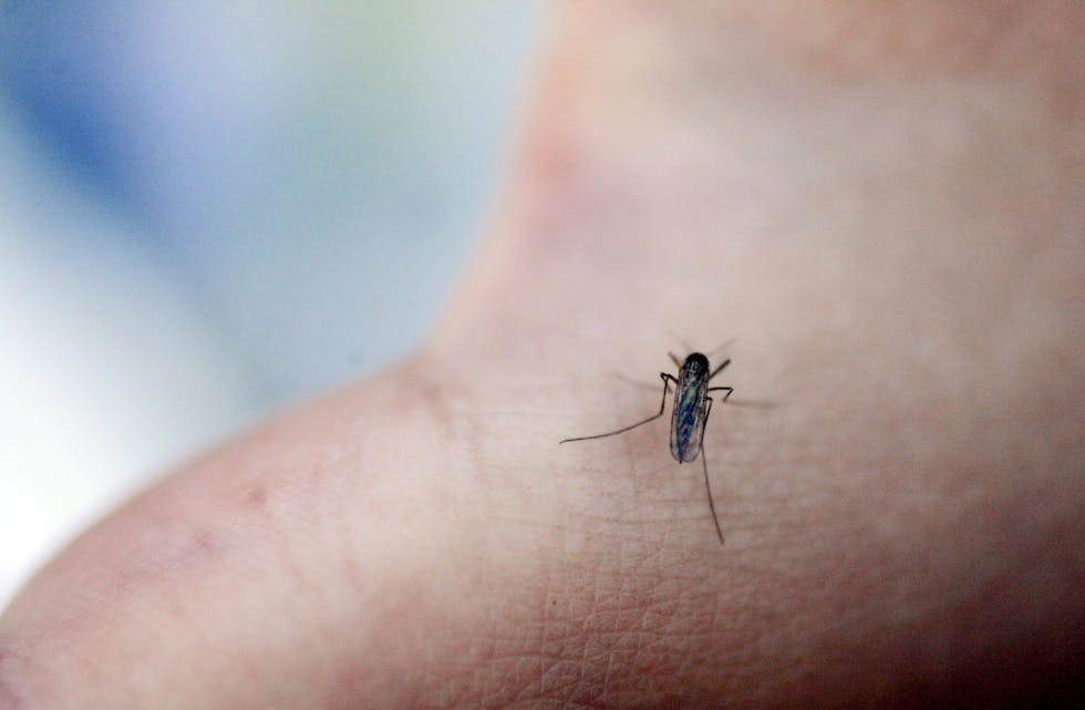 Myggen har kome i store mengder til Nord-Norge. I Sør-Norge har har knapt vore sett. 