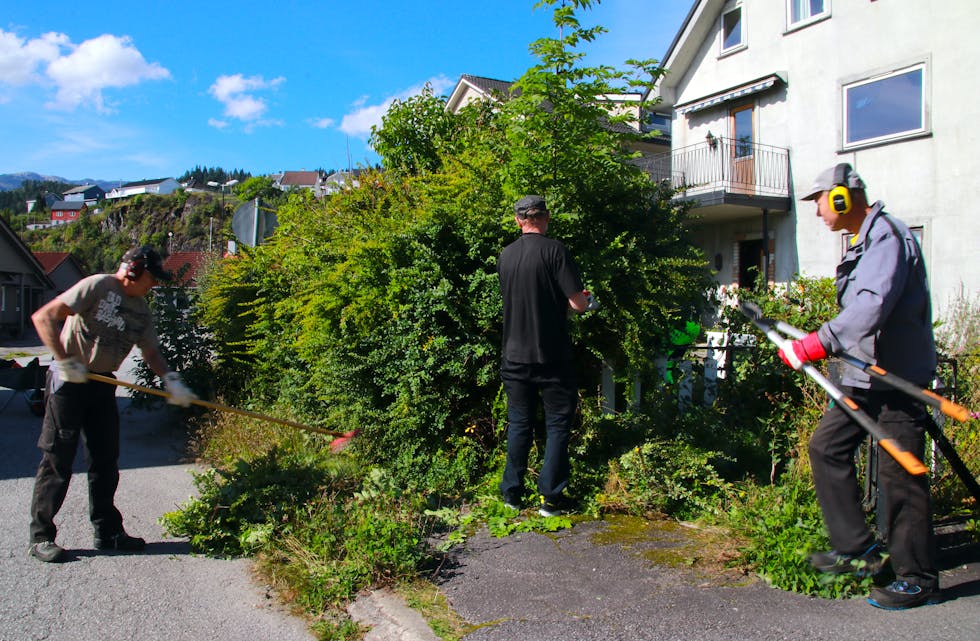 Sauda Velforening hjelper til med å fjerne hekken som har vokst over heile fortauet i Prestegata.