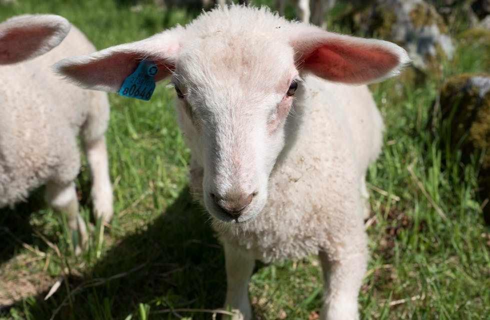 Nortura ber bøndene komme med lamma sine slik at dei har nok kjøtt til fårikålsesongen og pinnekjøttproduksjon.