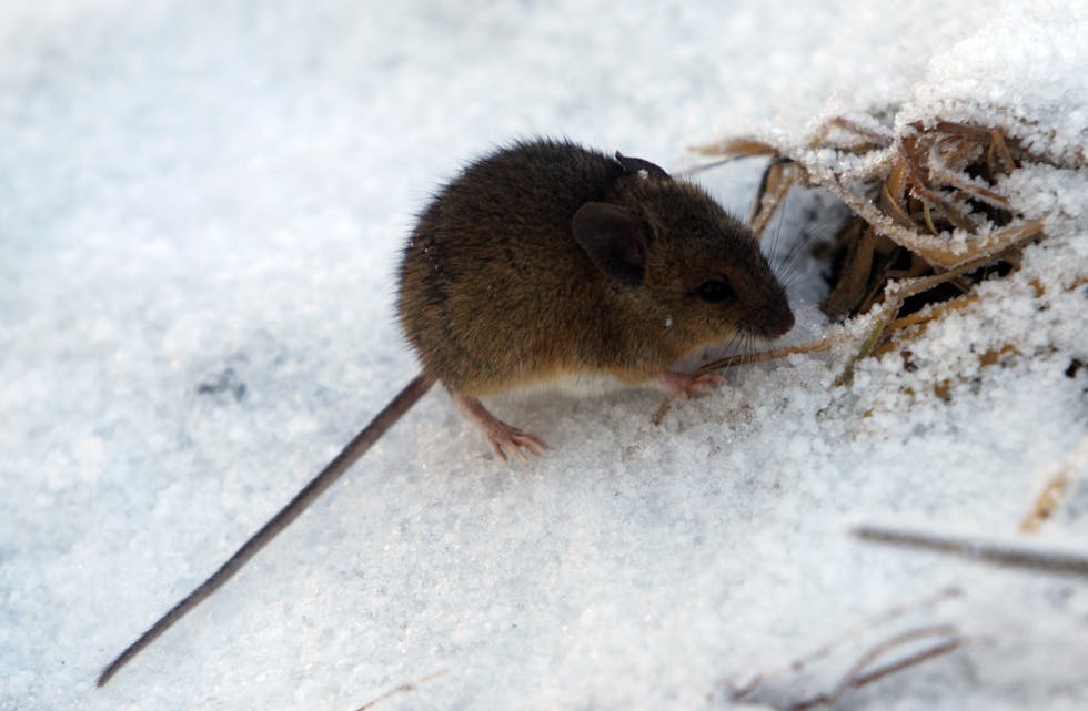 Etter overraskande mykje mus både i 2020 og 2021, er det meir normale mengder med mus i år. 