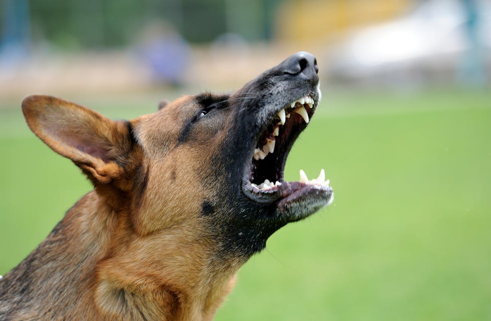 Hundar som stadig vekk bjeffar kan vere kimen til konflikt i eit nabolag. 