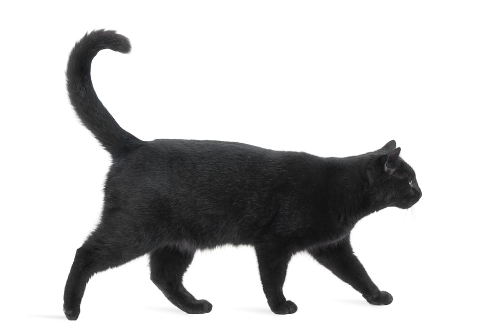 Svart katt.