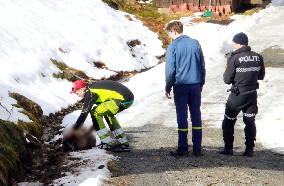 To sauer måtte avlivast etter å ha blitt skamferte av hundar ved Risvolltunet måndag føremiddag. 