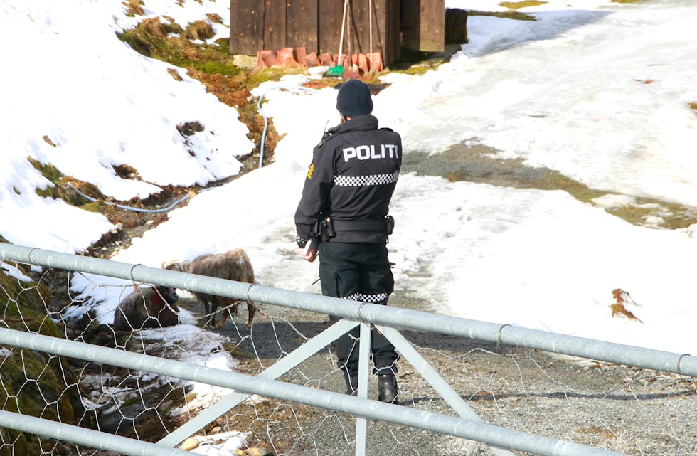 Ein hund tok seg inn på Risvolltunet denne veka og gjekk til angrep på fleire sauer. To drektige søyer måtte avlivast på staden. Også i juli i fjor måtte den same hundeeigaren stå til ansvar for ein av sine hundar som den gong drap ein kanin.