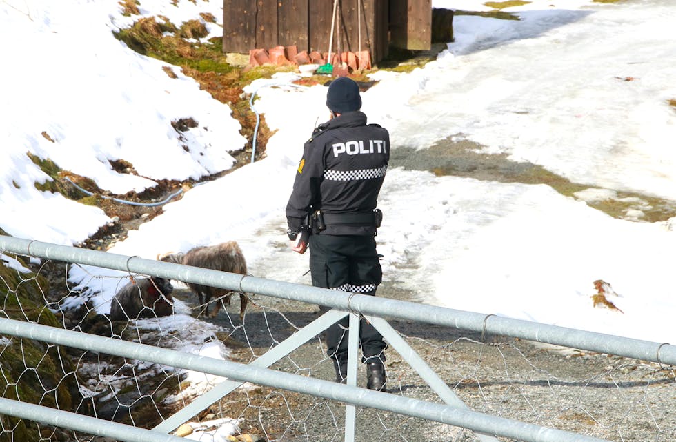 Ein hund tok seg inn på Risvolltunet denne veka og gjekk til angrep på fleire sauer. To drektige søyer måtte avlivast på staden. Også i juli i fjor måtte den same hundeeigaren stå til ansvar for ein av sine hundar som den gong drap ein kanin. 