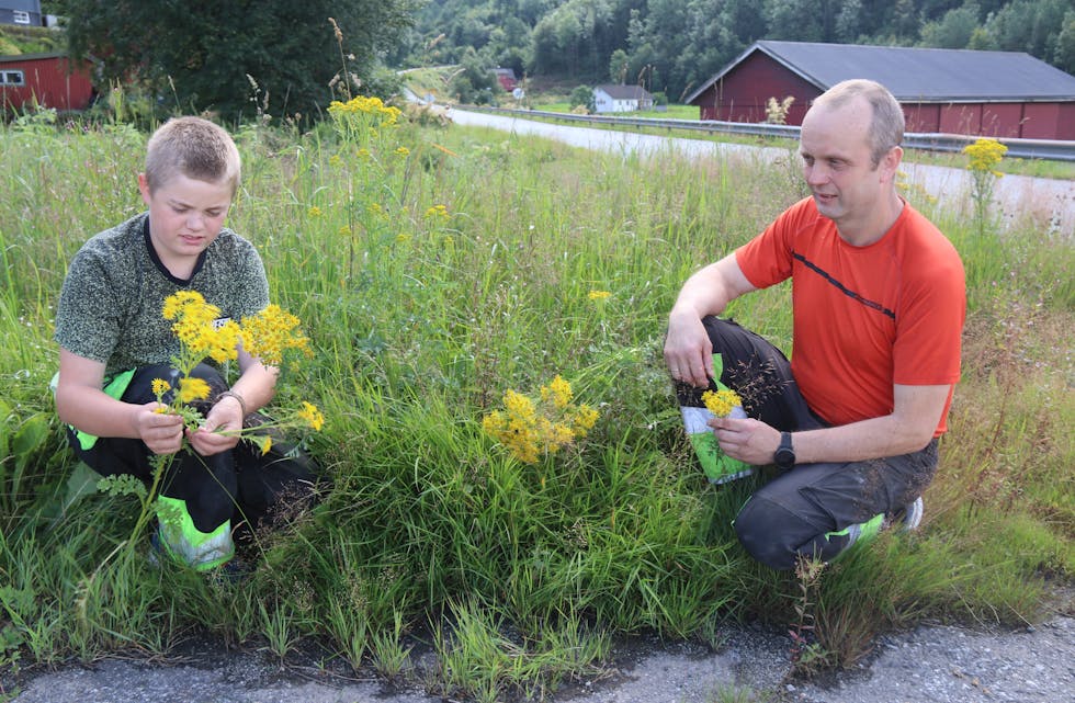 Karl-Inge Birkeland (15) og Ola Magnar Birkeland er klare for å ta opp kampen mot landøyda. Like ved avkjørsla mot Maldalsvegen/Vanvikvegen er det mange slike planter.