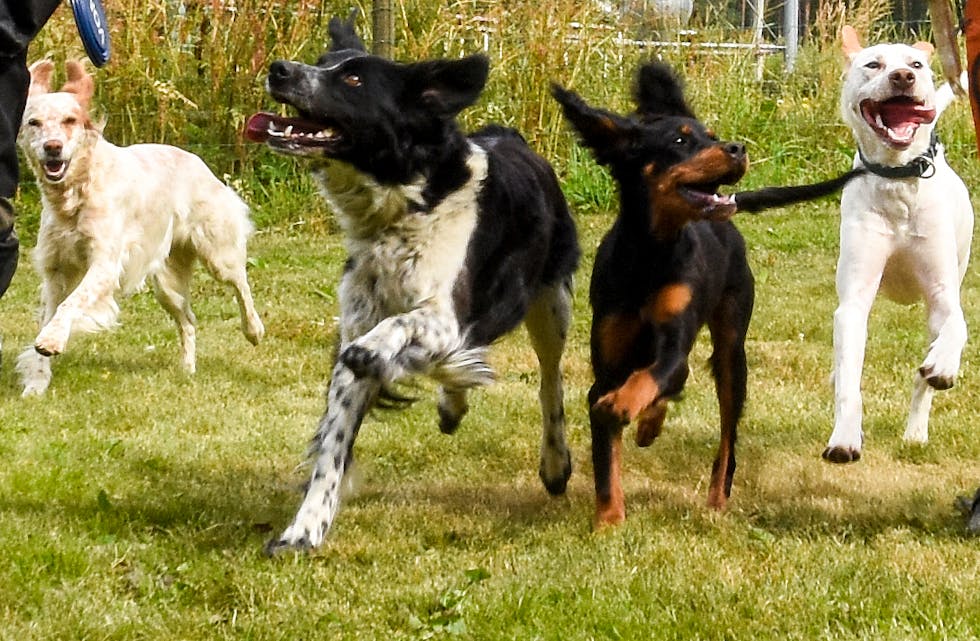 Hundeeigarar ønsker eit eige område der hundar kan utfolde seg utan band.