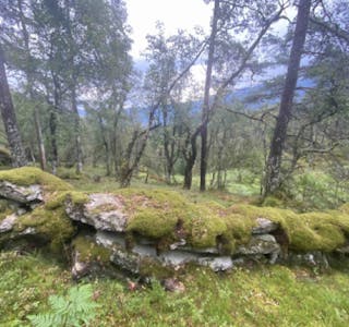 Skogområdet i Honganvik som er foreslått verna er på 2 087 dekar.