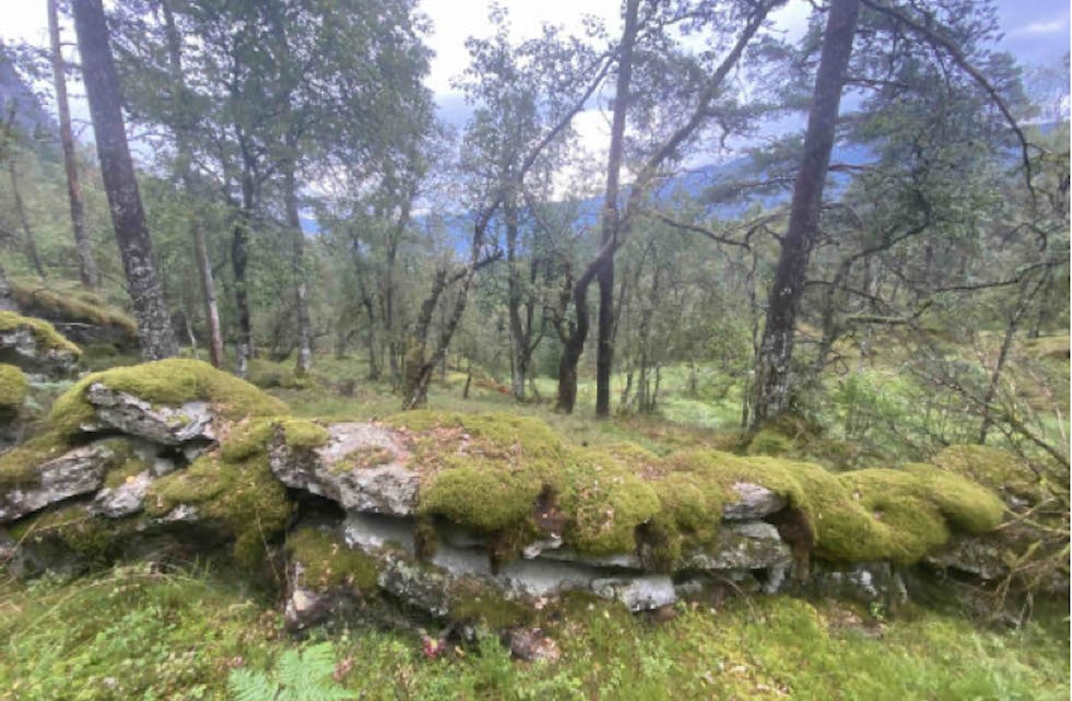 Skogområdet i Honganvik som er foreslått verna er på 2 087 dekar.