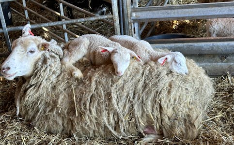 To lam koser seg oppå verdas beste og oppvarma seng; mors rygg. 