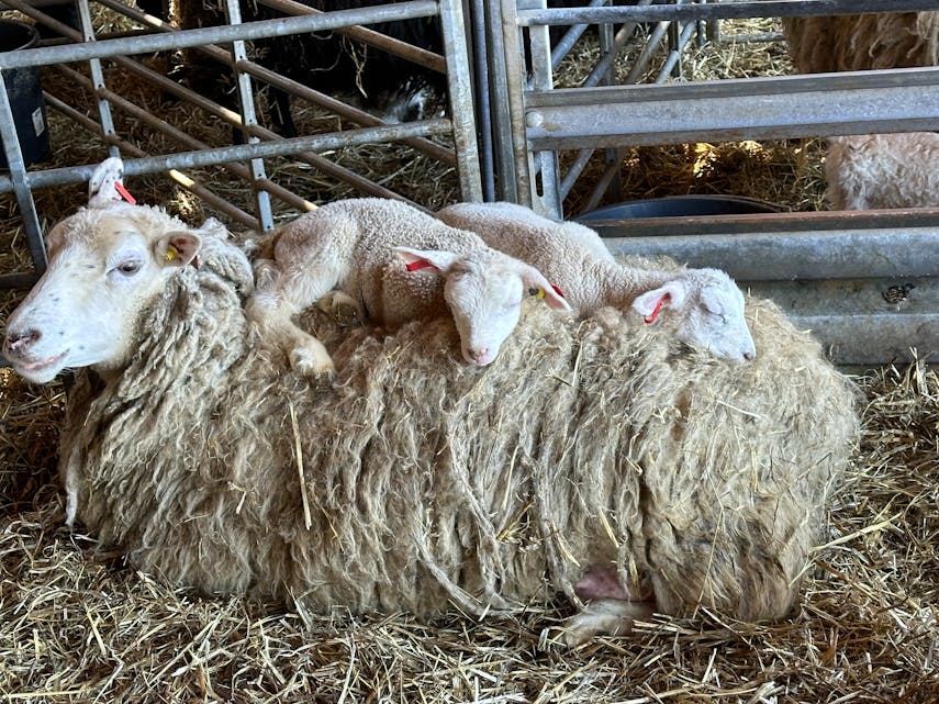 To lam koser seg oppå verdas beste og oppvarma seng; mors rygg. 