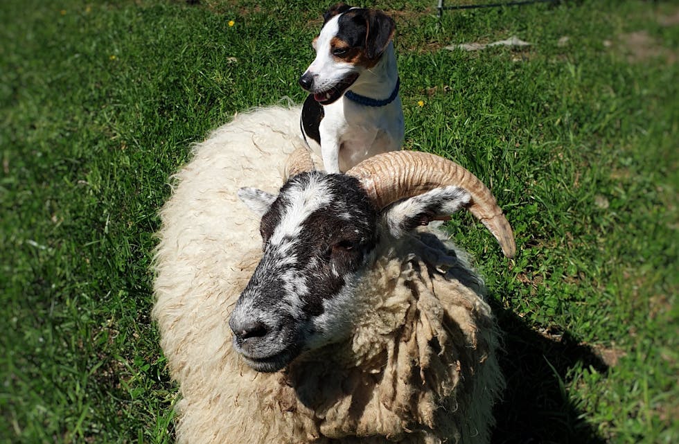 Didi og Kiwi.