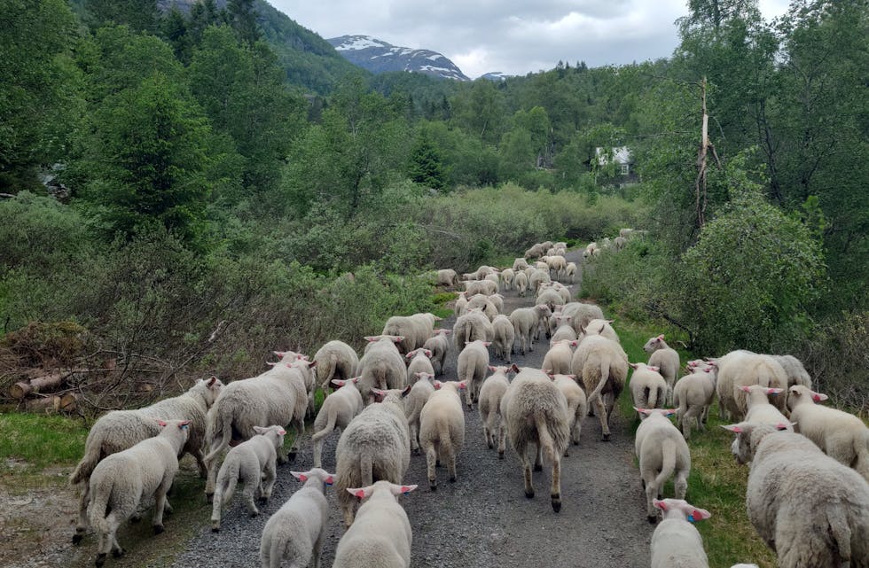 Sauer og lam på veg inn Bakkadalen søndag 26. mai.