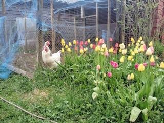 Høner og tulipanar. 