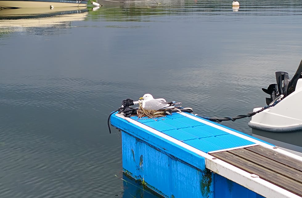 Måker på reir, ytterst på utriggaren i Nedstrand Gjestehavn.