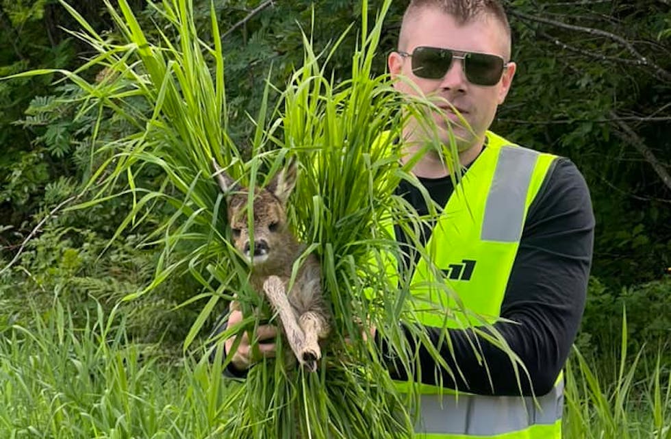 Her blir eit lite liv redda. Rådyrkalven er godt tylla inn i gras for å kamuflere lukta av menneske, samt å gi kalven ro når den blir bært i tryggleik.