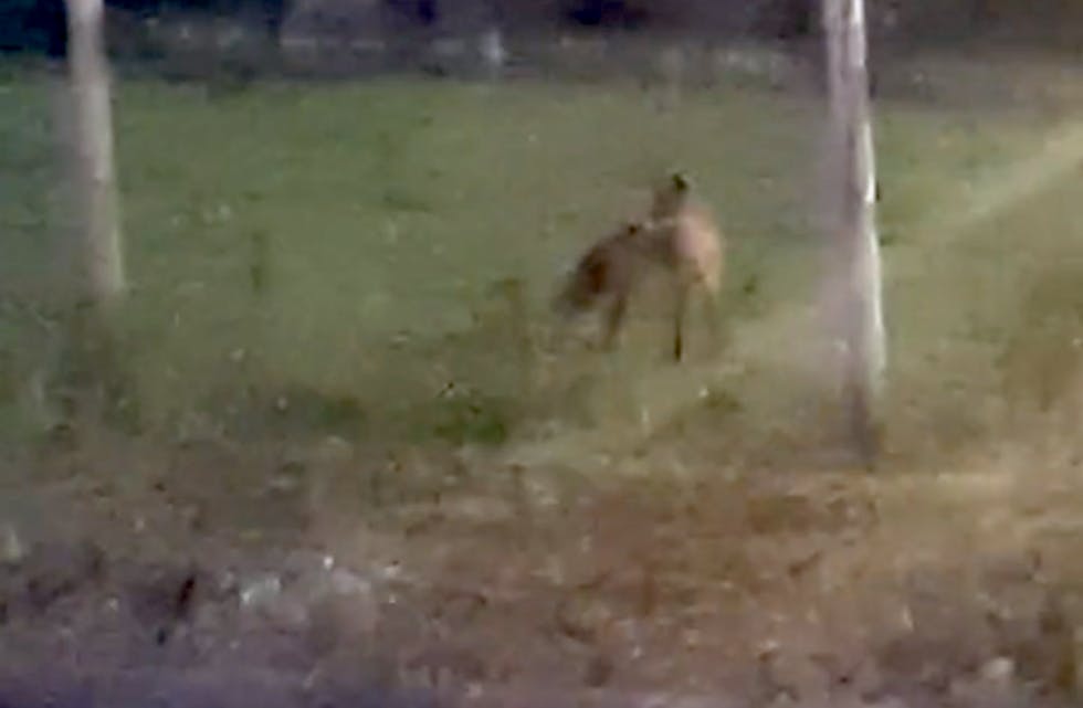 Her er reven tatt på fersken ein sein nattetime i Andedammen familiepark. Skjermdump frå video.