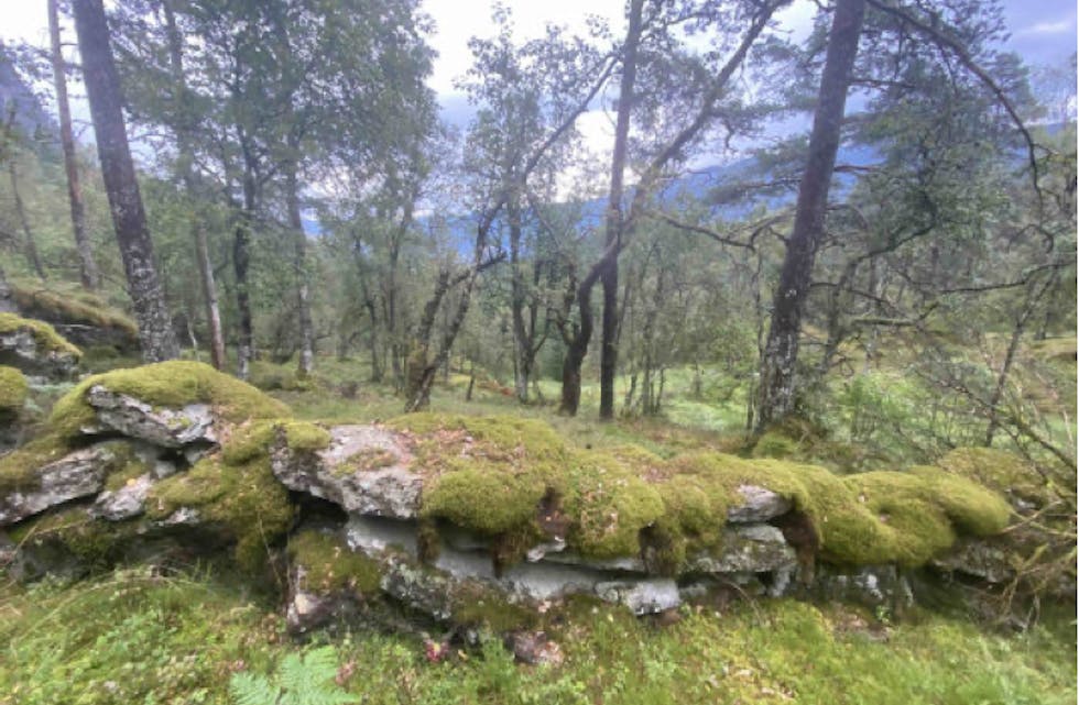 Hongavik er rik på skogstypar med mange ulike treslag som snart blir naturreservat.