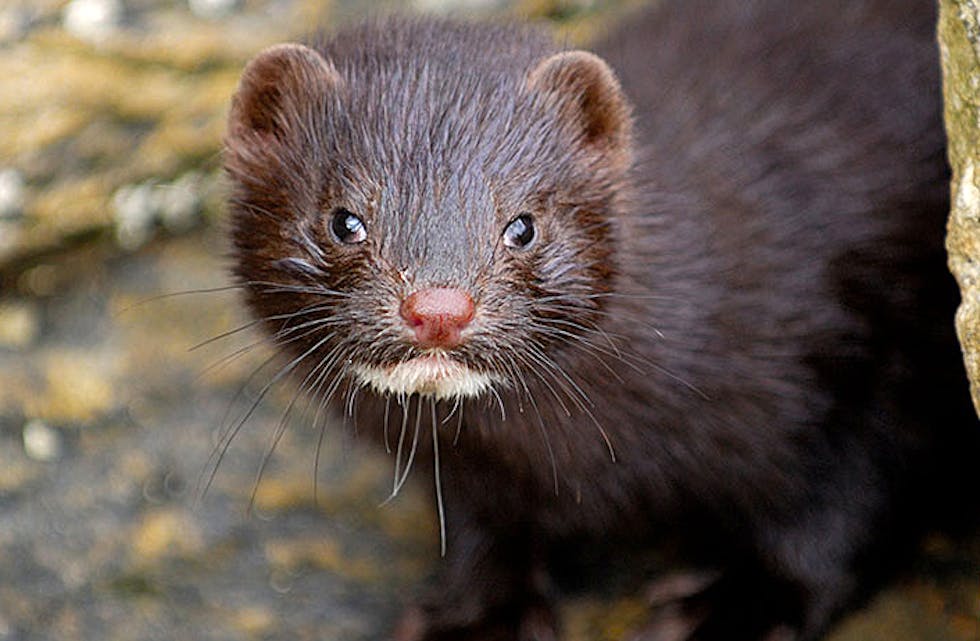 Mink er eit uønska mårdyr i Norge, og som gjer stor skade i Andedammen Familiepark.