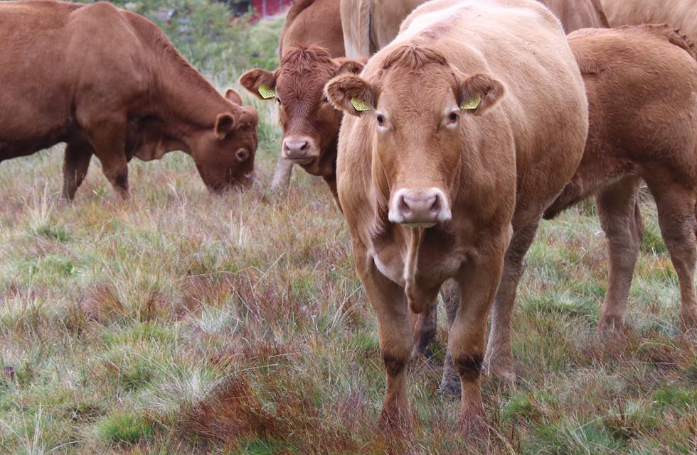 To personar blei skada då dei blei angripne av kyr ved Skeivane i Nordstøldalen laurdag. Dyra er framleis i området, opplyser eigaren. Kyrne på bildet har ikkje noko med angrepet å gjere, og er meint som ein illustrasjon.