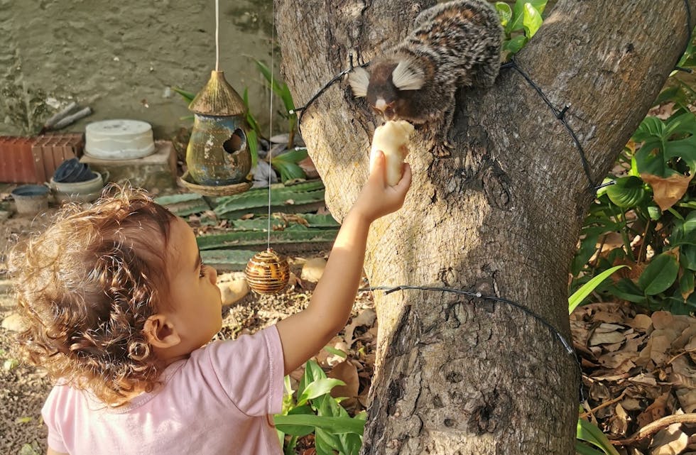 Eloise har omsorg for silkeapen, den er ikkje redd når ho kjem med banan.