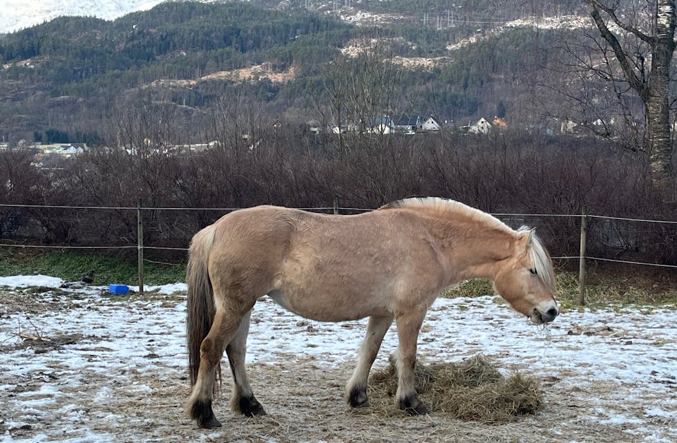 – Eg trur det blir fø til våre, skriv fotografen.