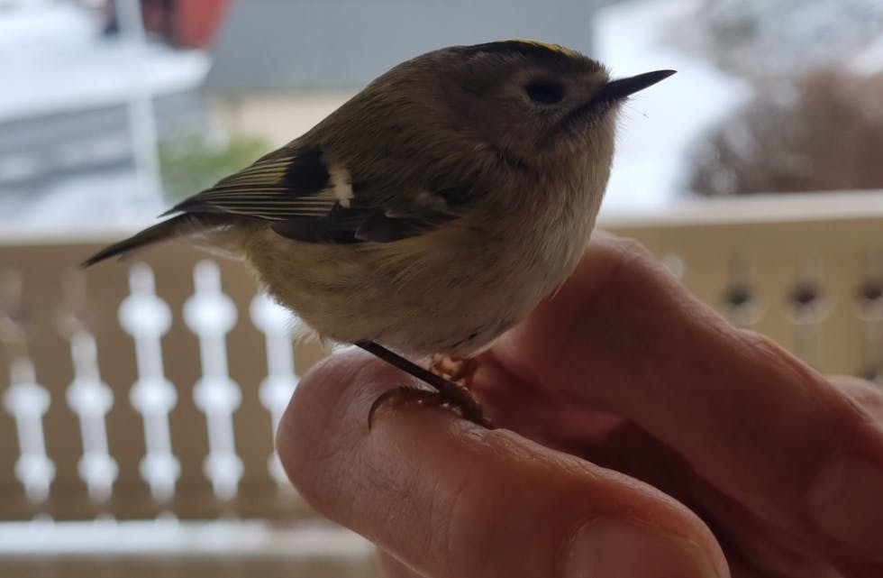 – Ein fuglekonge i handa, er vel ikkje daglegdags. Måtte få litt "kos" og klem, etter møtet med vinduet. Deretter fauk den lukkeleg vidare, skriv fotografen.