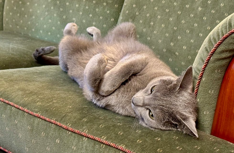 Pusur tar en strekk på sofaen.