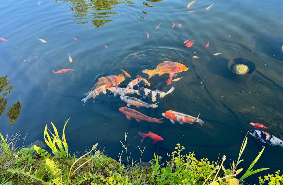 Fargerikt fellesskap i Andedammen familiepark.